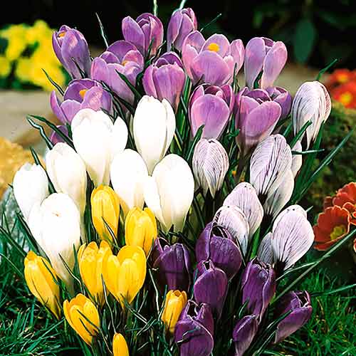 Суперпредложение! Комплект крокусов микс из 35-ти луковиц изображение 1 артикул 67552