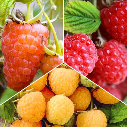 Суперпредложение! Комплект крупноплодной малины из 6 саженцев изображение 1 артикул 8102