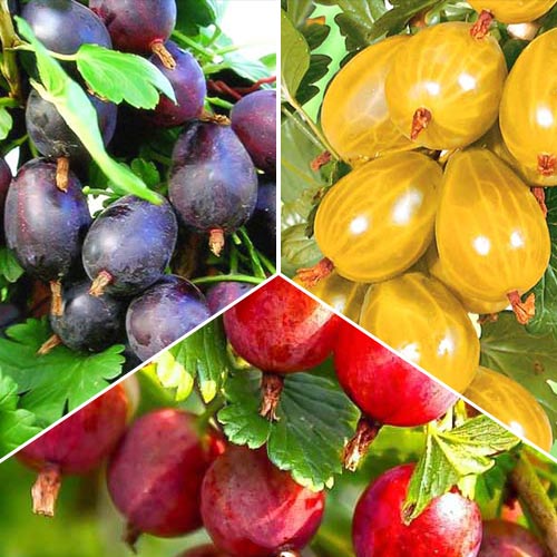 Комплект крыжовников бесшипных из 3 саженцев изображение 1 артикул 7588