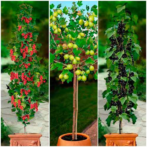 Суперпредложение! Комплект ягодных культур на штамбе из 3 саженцев изображение 1 артикул 8014