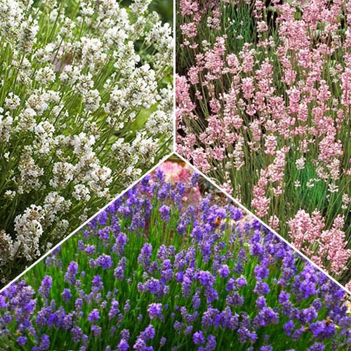 Суперпредложение! Лаванда з 3-х сортов изображение 1 артикул 7290