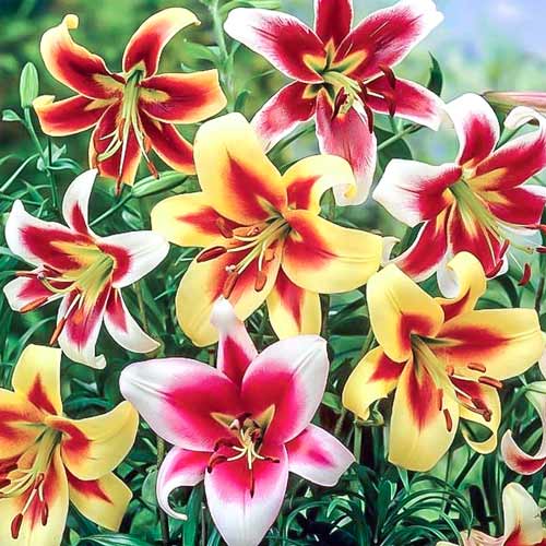 Суперпредложение! Комплект лилии ОТ-гибрид, микс из 5-ти луковиц артикул фото 1 Суперпредложение! Комплект лилии ОТ-гибрид, микс из 5-ти луковиц изображение 1 артикул 67935