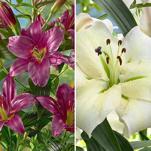 Комплект лилий из 2 сортов изображение 1 артикул 76511