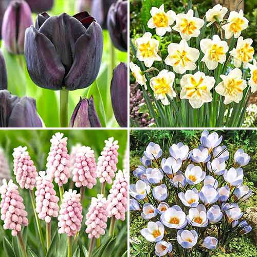 Суперпредложение! Комплект луковиц Spring Garden из 4 сортов изображение 1 артикул 70320