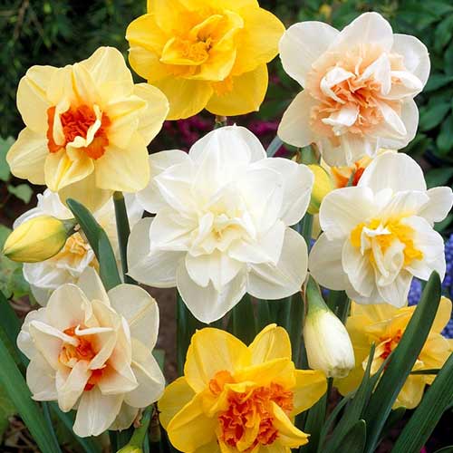 Комплект махровых нарциссов микс из 25-ти луковиц изображение 1 артикул 70317