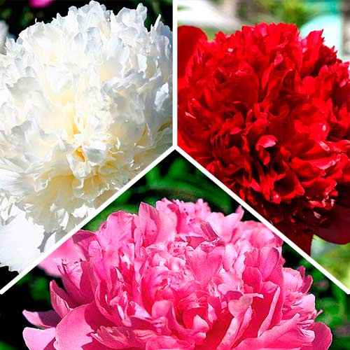 Суперпредложение! Комплект махровых пионов  из 3-х сортов изображение 1 артикул 2967
