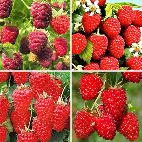 Комплект Малиновых деревьев Богатый урожай из 4 саженцев изображение 1 артикул 7589