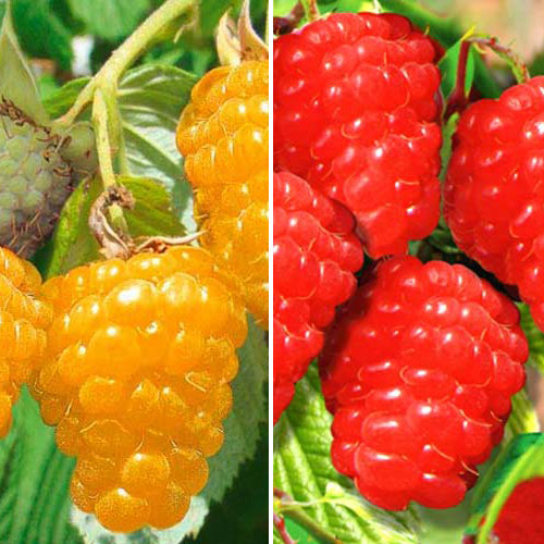 Комплект Малиновых деревьев из 2 саженцев изображение 1 артикул 7586