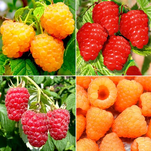 Суперпредложение!  Комплект малины из 4-х саженцев изображение 1 артикул 4955