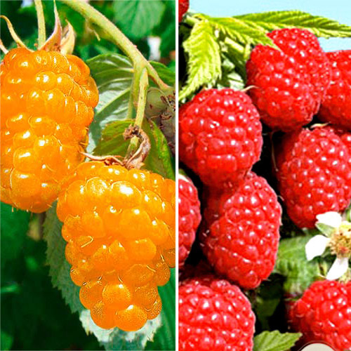 Суперпредложение!  Комплект малины из 6-ти саженцев изображение 1 артикул 4954