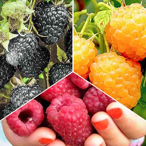 Комплект малины Трио из 3 саженцев изображение 1 артикул 7584