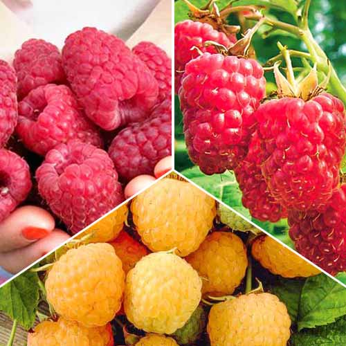 Суперпредложение! Комплект малины Урожайный из 3 саженцев изображение 1 артикул 8108