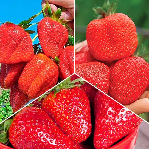 Суперпредложение! Комплект Мегаурожай из 3 сортов земляники изображение 1 артикул 9828