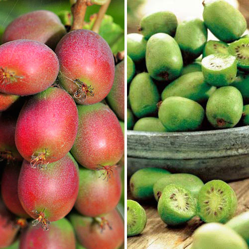 Суперпредложение!  Комплект актинидий (мини-киви), 4 саж изображение 1 артикул 8445