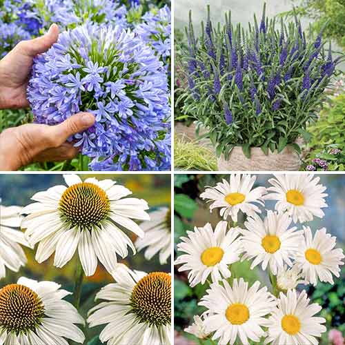 Комплект многолетников Summer collection из 4 сортов изображение 1 артикул 76673