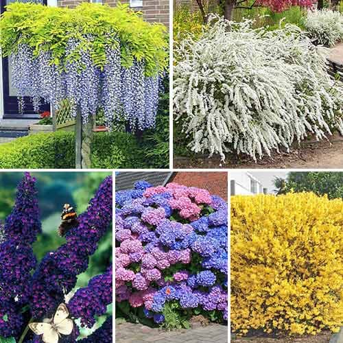 Комплект Многолетний сад из 5 саженцев изображение 1 артикул 9190