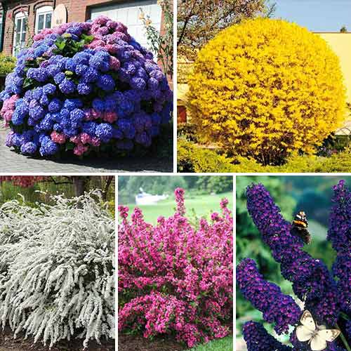 Суперпредложение! Комплект из 5 саженцев Многолетний сад изображение 1 артикул 9185