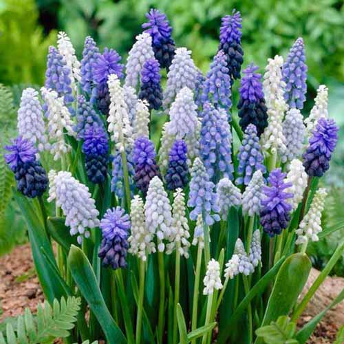 Комплект мускари, микс из 3-х сортов изображение 1 артикул 67565