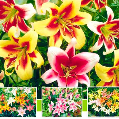 Суперпредложение! Комплект лилии-гиганты (ОТ-гибрид) из 5-ти луковиц, смесь окрасок изображение 1 артикул 67042