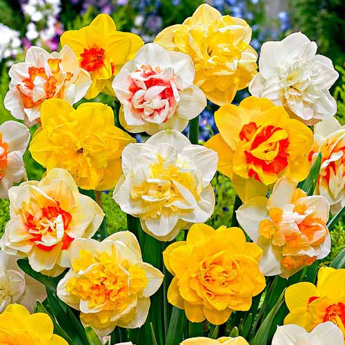 Суперпредложение! Комплект нарциссов Крем-брюле, смесь окрасок изображение 1 артикул 67553