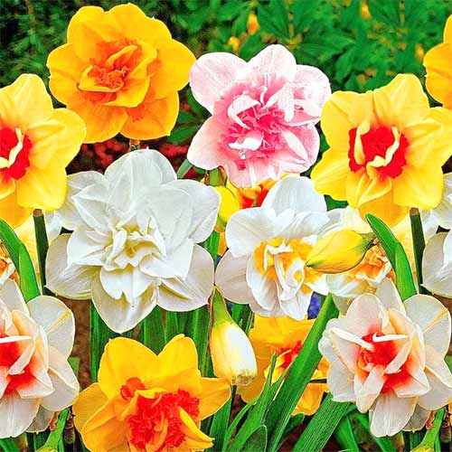 Суперпредложение! Комплект нарциссов махровых, микс из 25-ти луковиц изображение 1 артикул 67913