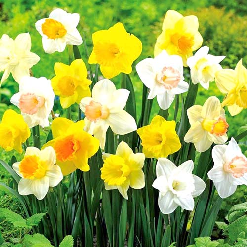 Суперпредложение! Комплект нарциссов различных окрасок из 25-ти луковиц изображение 1 артикул 67912