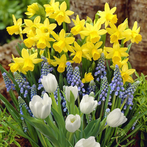 Суперпредложение! Комплект нарциссов, тюльпанов из 30-ти луковиц изображение 1 артикул 67544