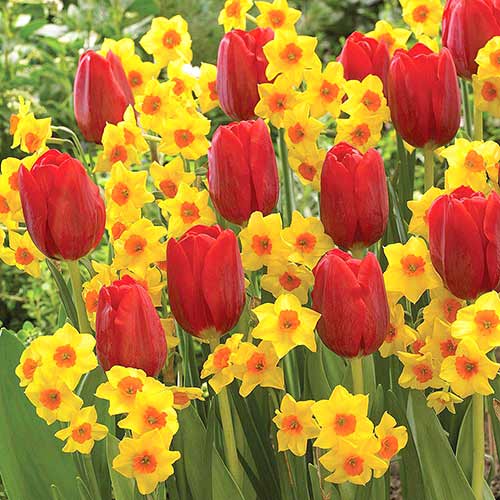 Суперпредложение! Комплект нарциссов, тюльпанов Триумф из 25-ти луковиц изображение 1 артикул 67906