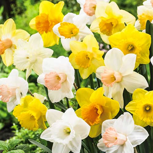 Суперпредложение! Комплект Нарциссы трубчатые, микс из 40-ка луковиц изображение 1 артикул 67937