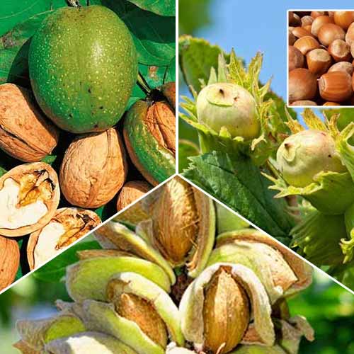 Комплект орехов Урожайный сад из 3 саженцев изображение 1 артикул 7476