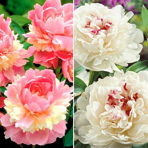 Суперпредложение! Комплект пионов из 2-х сортов изображение 1 артикул 68201