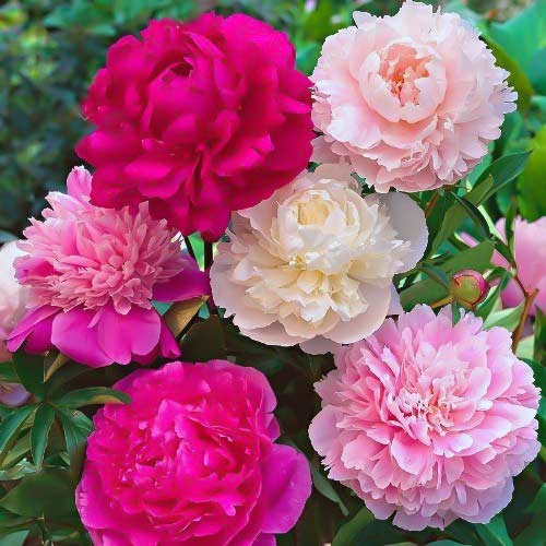 Суперпредложение! Комплект пионов из 3-х сортов артикул фото 1 Суперпредложение! Комплект пионов из 3-х сортов изображение 1 артикул 67567