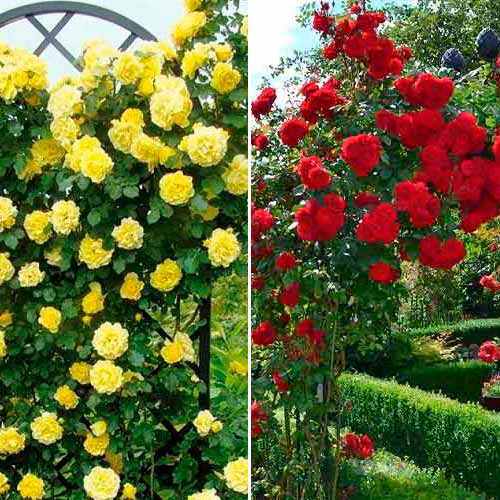 Комплект плетистых роз Дуо из 2 сортов изображение 1 артикул 2317