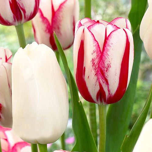 Суперпредложение! Комплект поздних тюльпанов из 25-ти луковиц изображение 1 артикул 67917