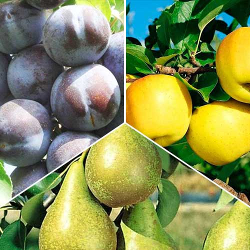 Суперпредложение! Комплект Поздний урожай из 3 саженцев изображение 1 артикул 7477