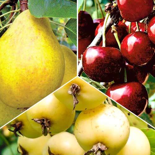 Суперпредложение! Комплект Ранние фрукты из 3 саженцев изображение 1 артикул 8687