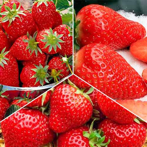 Суперпредложение! Комплект Ранний из 3 сортов земляники изображение 1 артикул 4994