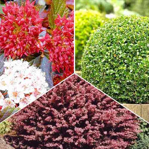 Суперпредложение! Комплект растений для топиария из 3 саженцев изображение 1 артикул 2449