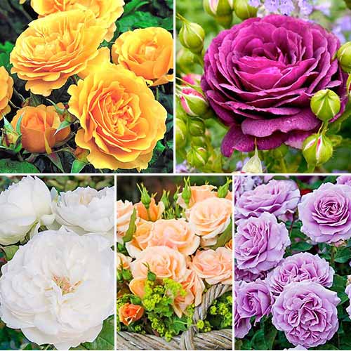 Суперпредложение! Комплект роз флорибунда из 5-ти саженцев изображение 1 артикул 2717