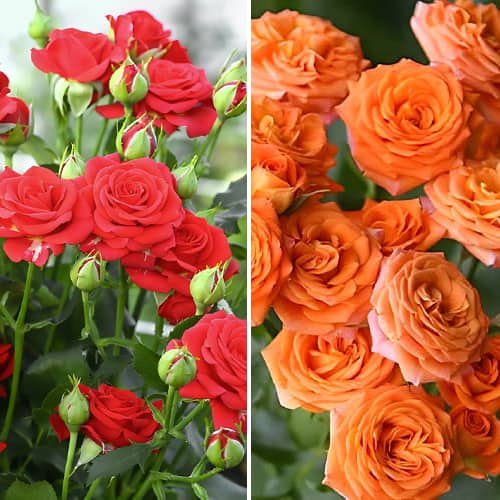 Комплект роз спрей Дуо из 2 сортов изображение 1 артикул 2322