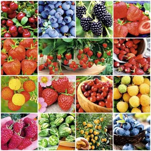 Суперпредложение! Набор семян Ягодная полянка из 15 упаковок изображение 1 артикул 65259