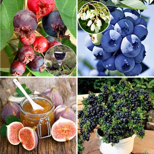 Суперпредложение! Комплект Сладкая жизнь из 4 саженцев изображение 1 артикул 8498