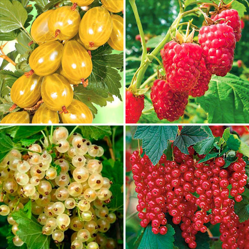 Суперпредложение! Комплект Сластена из 5 саженцев изображение 1 артикул 8110