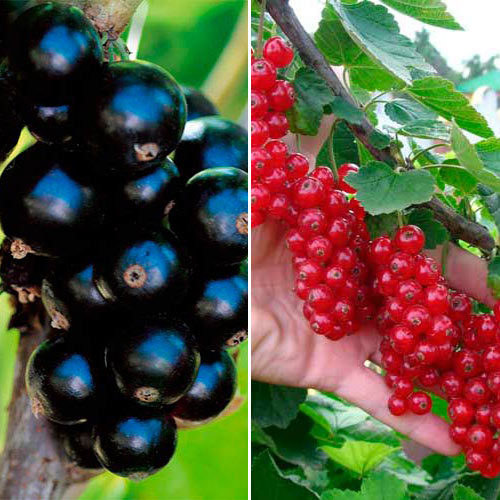 Комплект смородины Сладкая парочка из 2 саженцев изображение 1 артикул 7645