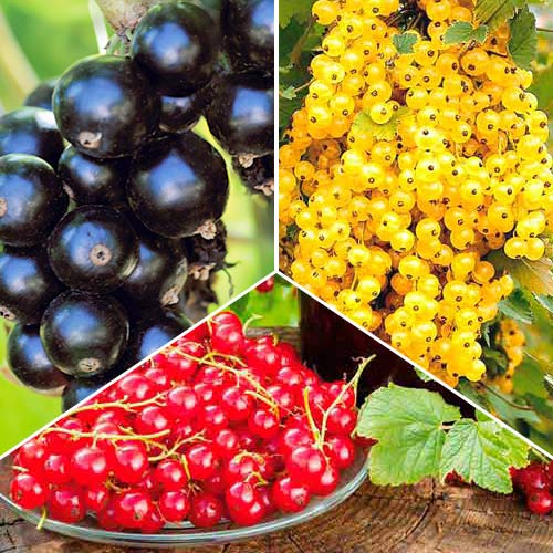 Комплект смородины Трио из 3 саженцев изображение 1 артикул 7585