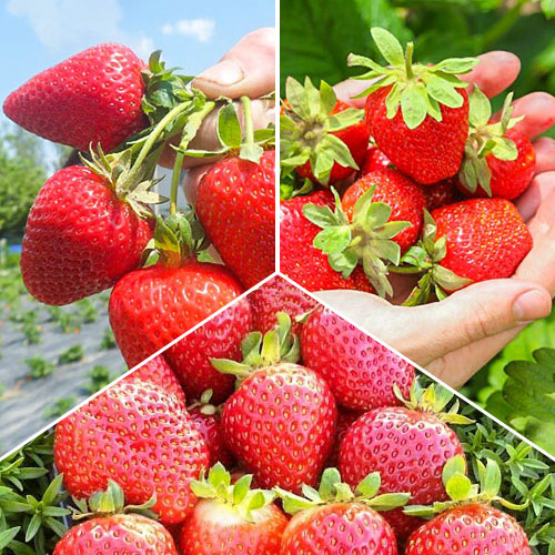 Комплект земляники Суперремонтантный из 3 сортов изображение 1 артикул 9825