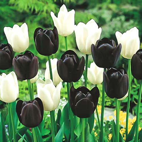 Суперпредложение! Комплект тюльпанов День и ночь изображение 1 артикул 67556