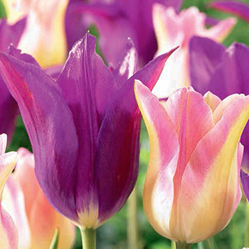 Суперпредложение! Комплект тюльпанов из 25-ти луковиц изображение 1 артикул 67923