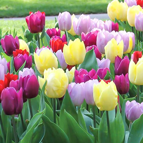 Суперпредложение! Комплект тюльпанов серии Принц из 3-х сортов изображение 1 артикул 67555