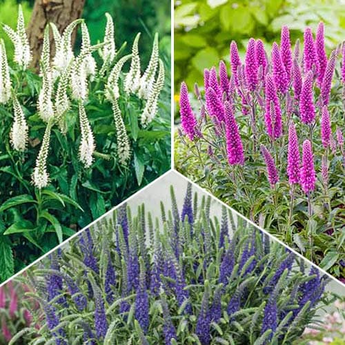 Вероника, микс изображение 1 артикул 76152